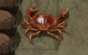 《綠色地獄》全可食用物品圖鑒及效果一覽