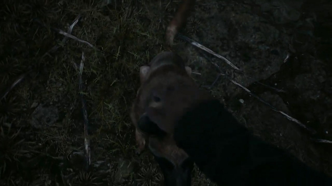 “層層恐懼”開發商新作《厄夜叢林》新預告：開局一條狗 抓鬼全靠手