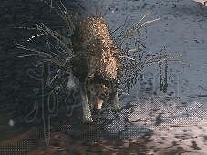 《隻狼暗影雙死》全敵人+全人物+全忍具+流派招式娛樂評價 《隻狼暗影雙死》全敵人+全人物+全忍具+流派招式娛樂評價