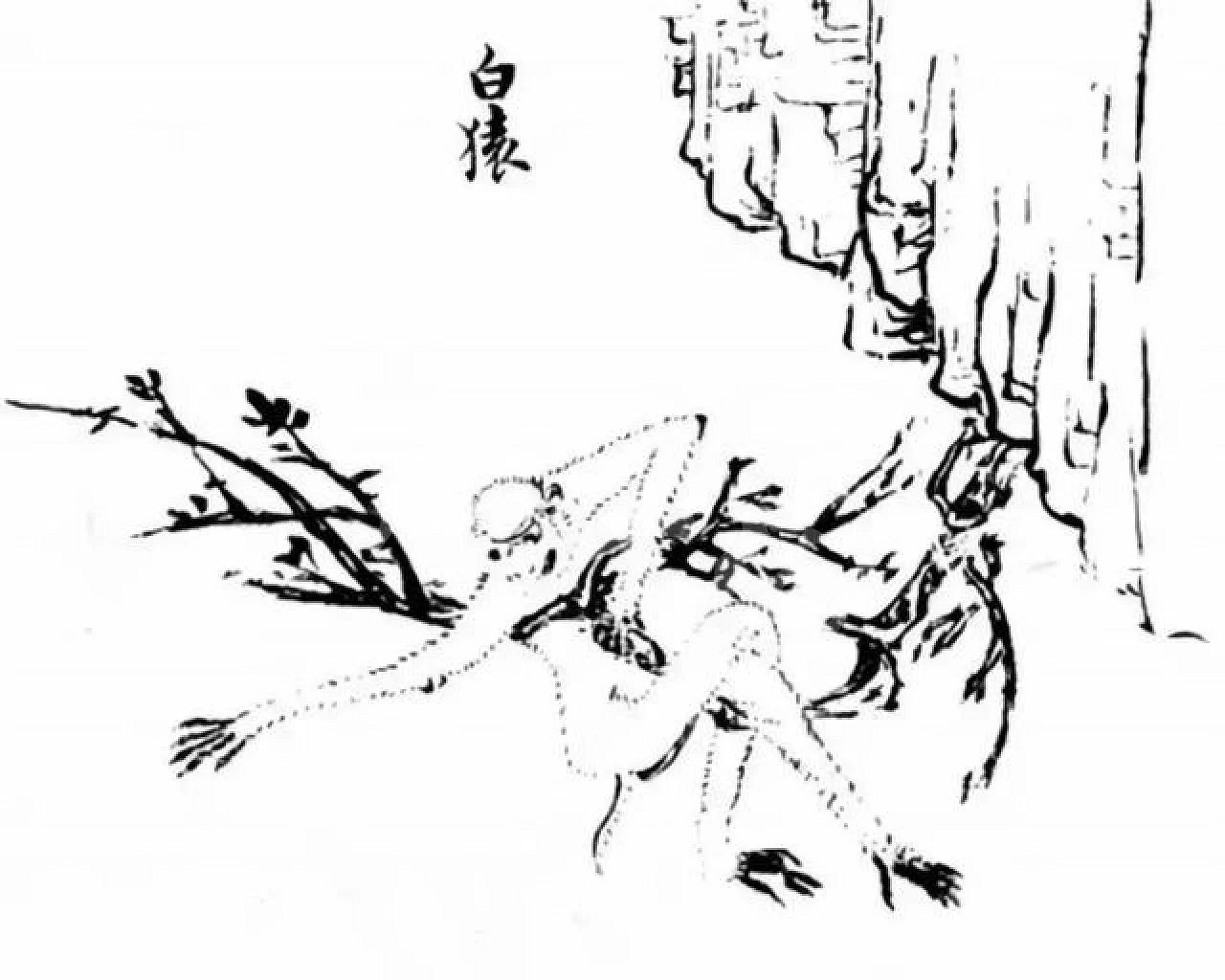 《隻狼暗影雙死》猴子有哪些 遊戲中猿猴歷史原型探究 《隻狼暗影雙死》猴子有哪些 遊戲中猿猴歷史原型探究