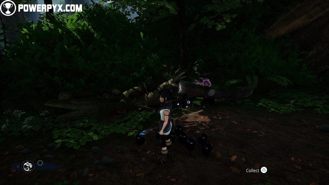 《奇納靈魂之橋》太郎的樹物品分布位置彙總 太郎的樹收集品有哪些？