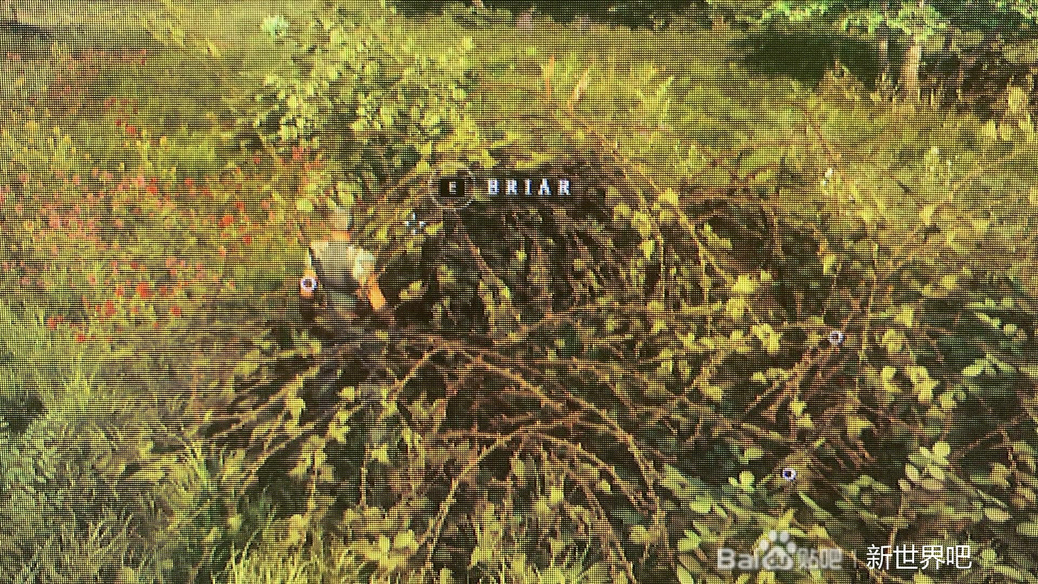 《New World》易卡關任務完成方法 《New World》易卡關任務完成方法