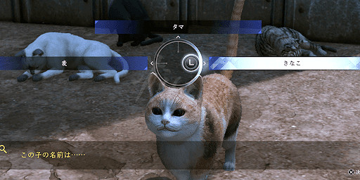 《審判之逝湮滅的記憶》貓咪好感度怎麽提升？貓咪好感提升方法