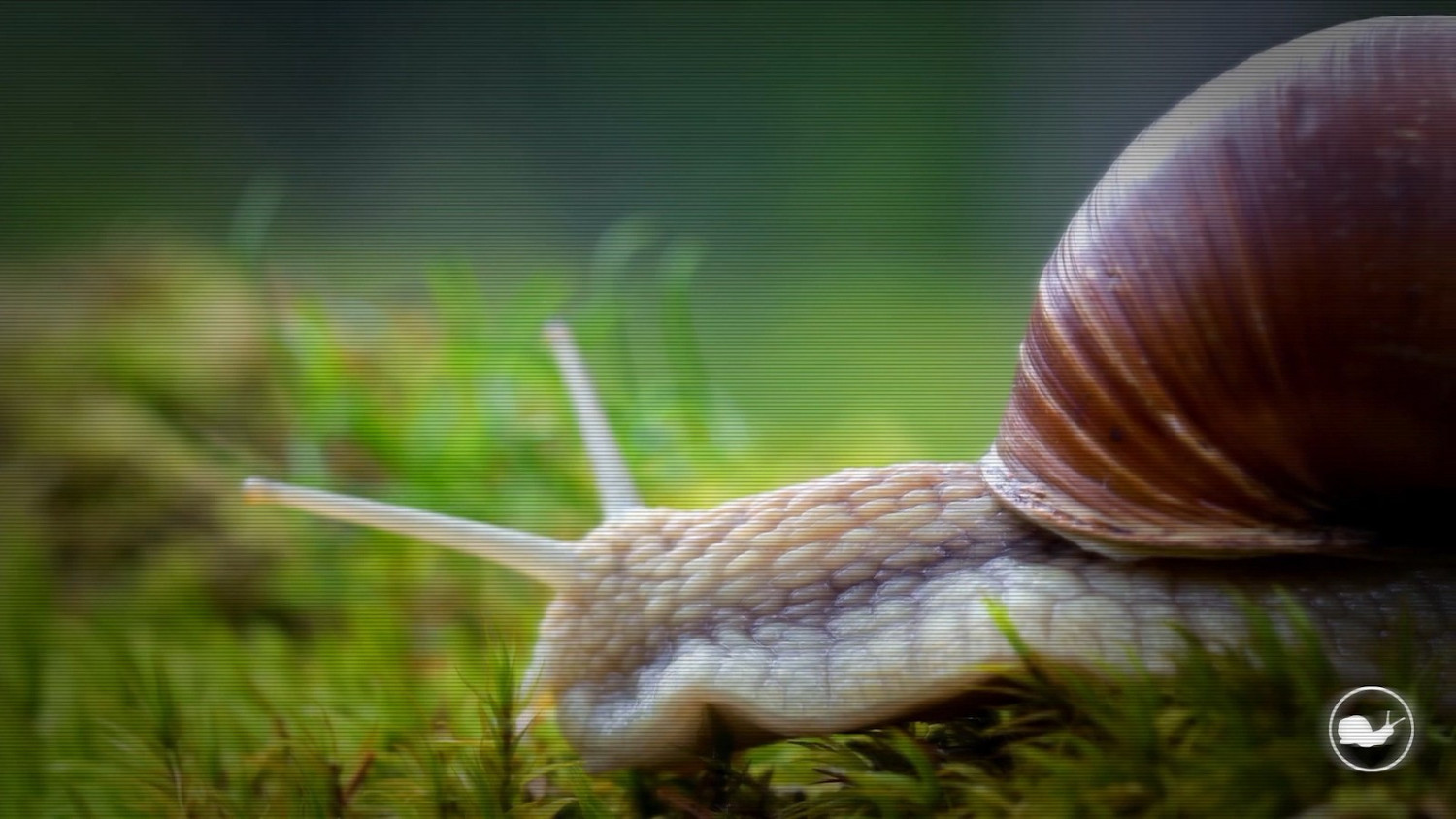 俯視射擊《蝸牛克利德》12月15日發售 扮演蝸牛消滅鼻涕蟲