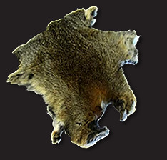 《翼星求生》皮革要怎麽獲取?皮革獲取方法分享 《翼星求生》皮革要怎麽獲取?皮革獲取方法分享