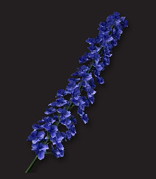 《翼星求生》蘆葦花在哪裡？蘆葦花介紹分享