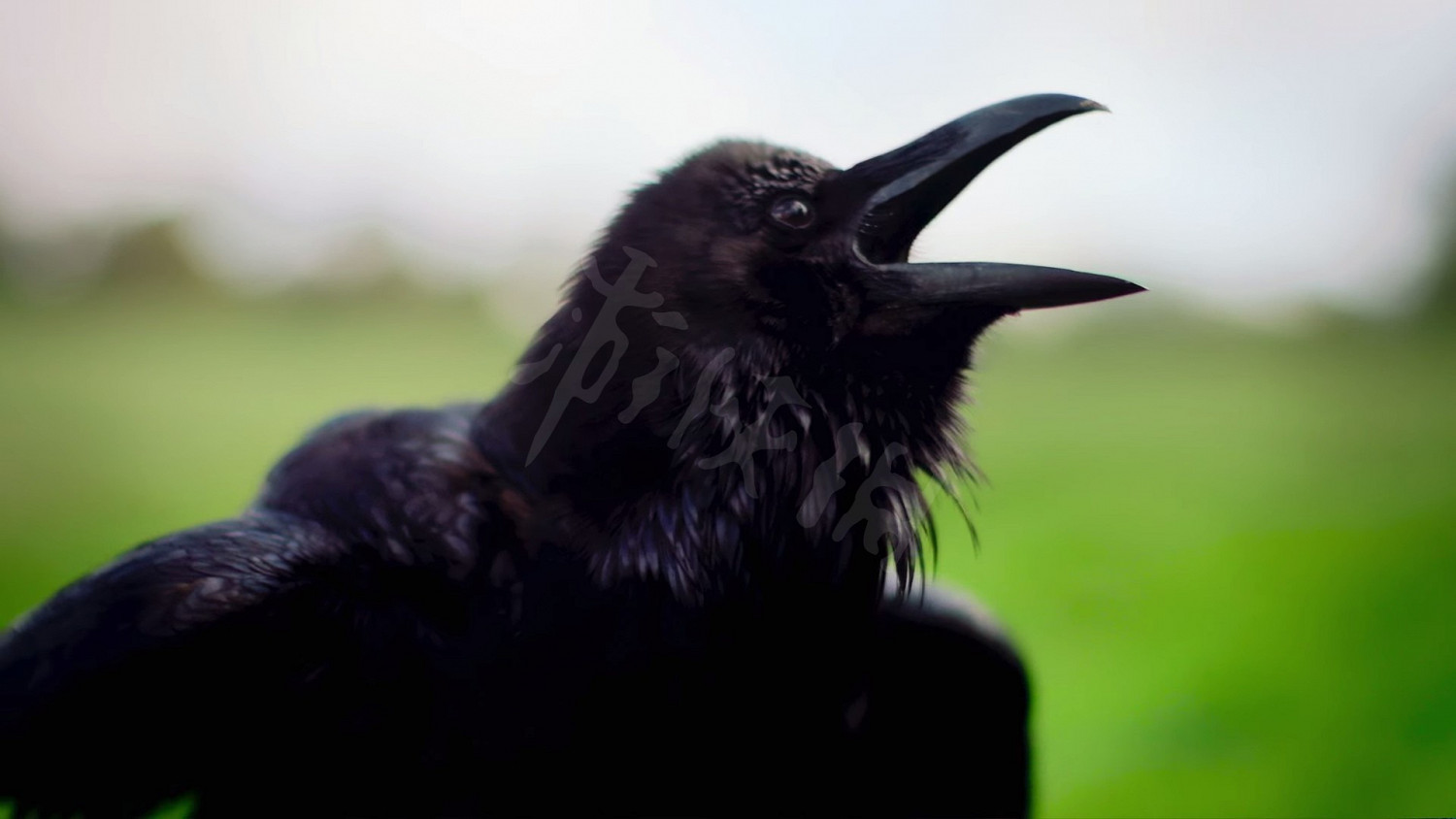 《世紀帝國4》彭瓦揚戰役怎麽打?彭瓦揚戰役打法指南 《世紀帝國4》彭瓦揚戰役怎麽打?彭瓦揚戰役打法指南