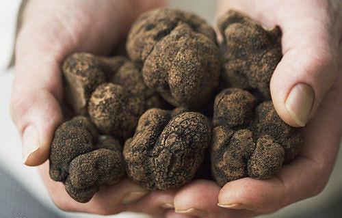 《泰拉瑞亞》遊戲背後的文化內涵及人文背景解析 《泰拉瑞亞》遊戲背後的文化內涵及人文背景解析