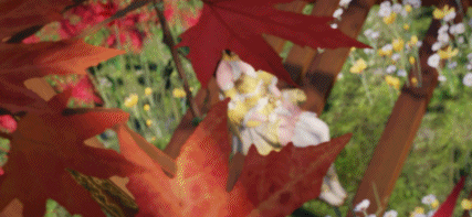 《天涯明月刀手遊》聖繡襲光時裝怎麽樣 聖繡襲光時裝圖鑒一覽