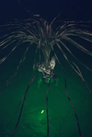 《GTFO》斥候是什麽?特殊敵人斥候介紹 《GTFO》斥候是什麽?特殊敵人斥候介紹