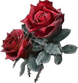 《艾爾登法環》血玫瑰怎麽獲得？老頭環血玫瑰獲取方法