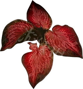 《艾爾登法環》動脈葉怎麽獲得？老頭環動脈葉獲取方法