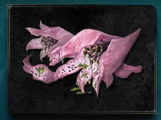 《艾爾登法環》毒花怎麽獲得 毒花獲得方法 《艾爾登法環》毒花怎麽獲得 毒花獲得方法