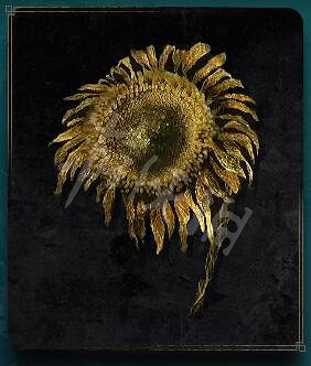 《艾爾登法環》褪色金輪草怎麽獲得 褪色金輪草獲得方法