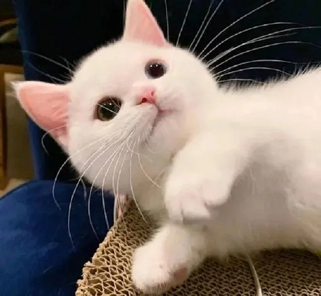 現實裡養寵物太累了 所以我選擇成為賽博鏟屎官! 現實裡養寵物太累了 所以我選擇成為賽博鏟屎官!