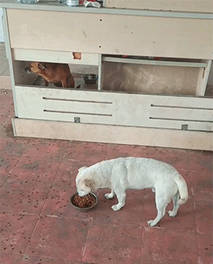 地鐵上穿成這樣不怕癡漢嗎 動圖 大爺說看妞使人愉悅