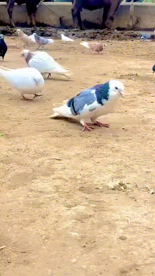 地鐵上穿成這樣不怕癡漢嗎 動圖 大爺說看妞使人愉悅