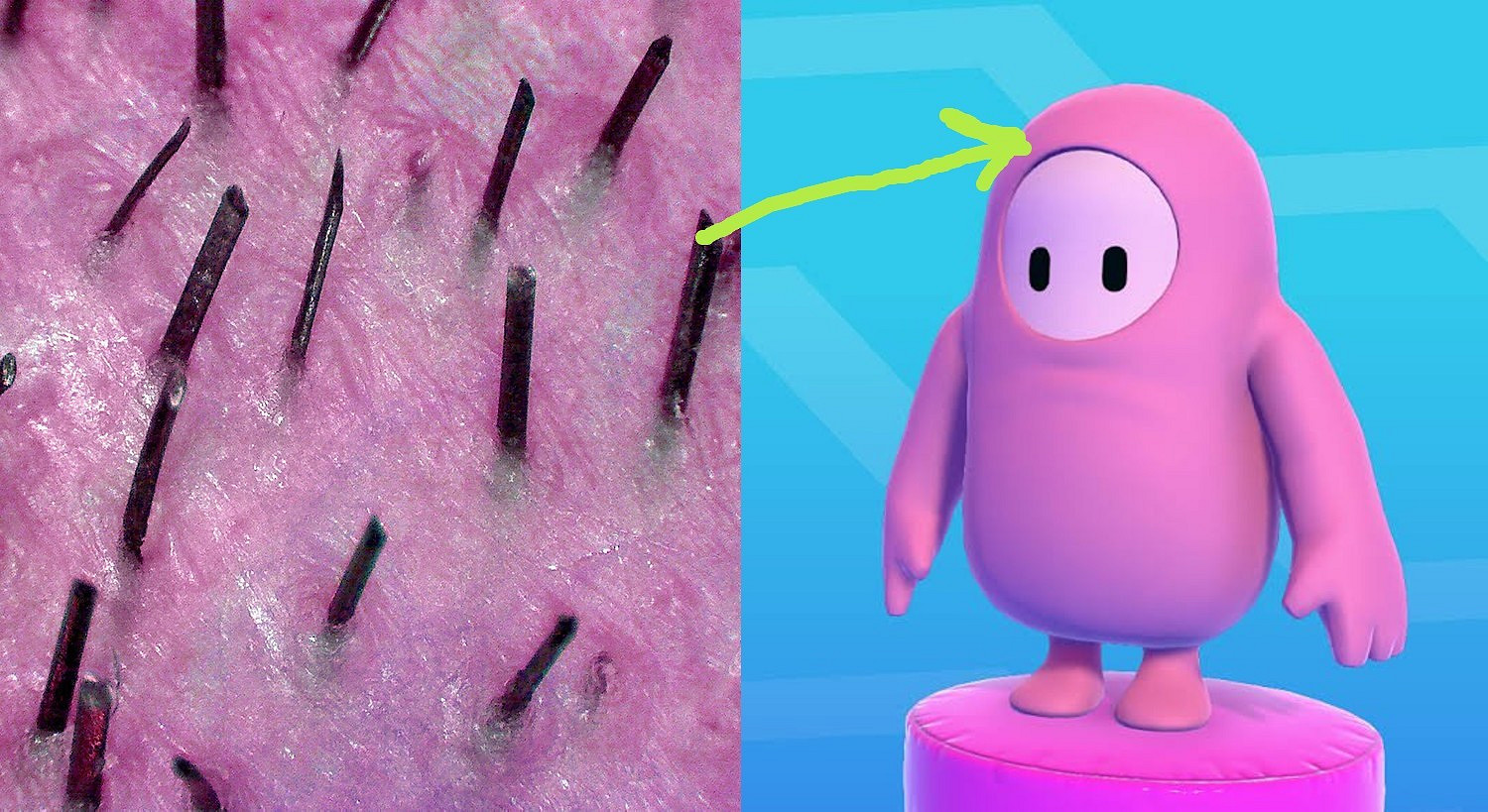 又來陰間設定！《糖豆人》其實有頭髮 顯微鏡下太滲人