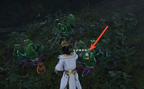 《太荒初境》七幻青靈涎在哪裡？七幻青靈涎採集位置