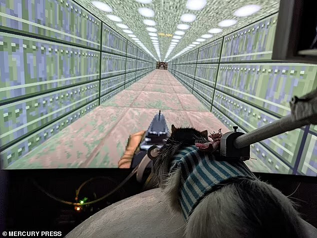 科學家訓練寵物鼠玩《毀滅戰士》 已經會開槍打怪了！