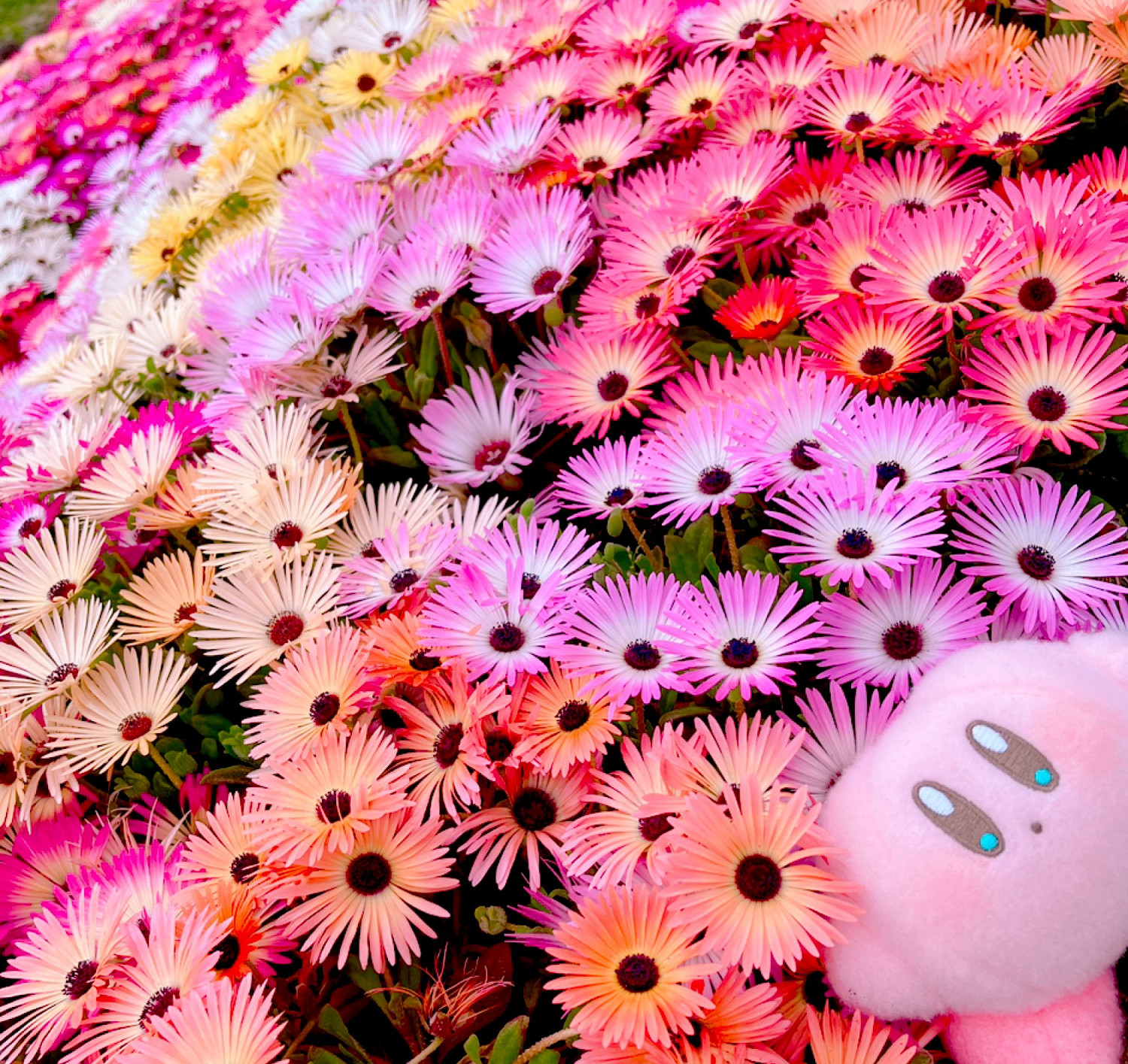 警惕粉色惡魔的入侵 星之卡比狂熱粉絲的周邊收藏秀