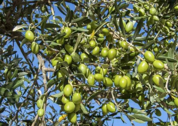 《寶可夢：朱/紫》新精靈考究 主題為過去與未來的交織