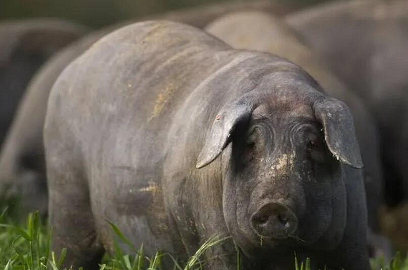 《寶可夢：朱/紫》新精靈考究 主題為過去與未來的交織