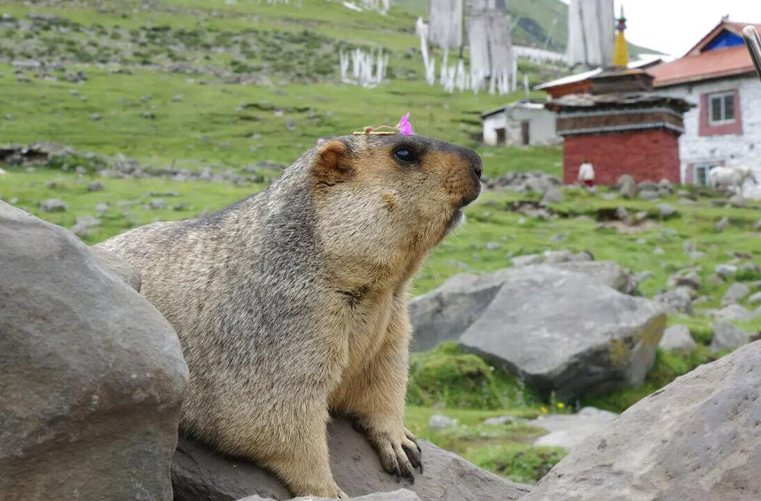 《寶可夢：朱/紫》新精靈考究 主題為過去與未來的交織