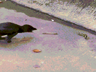 拯救失足少女結果自己下海 動圖 大爺上年紀了體力依舊 拯救失足少女結果自己下海 動圖 大爺上年紀了體力依舊