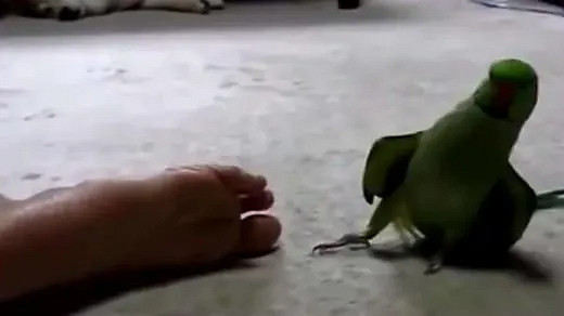 修仙道友·遊戲策劃·蘋果CEO