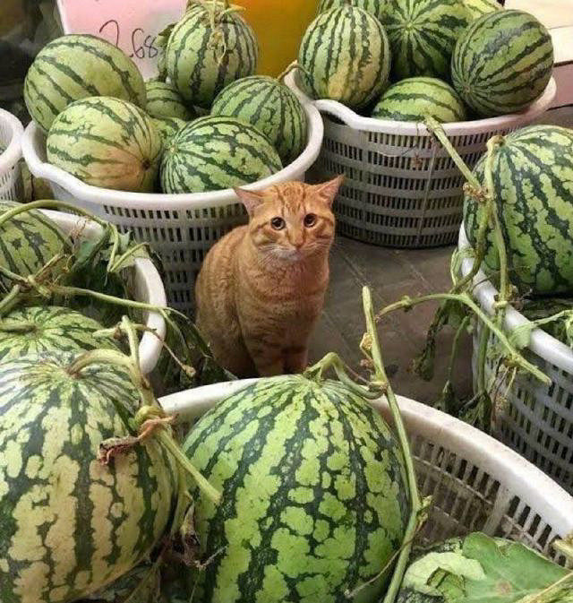 小夥紙你很有想法來警局喝喝茶 囧圖 以德服人物理 小夥紙你很有想法來警局喝喝茶 囧圖 以德服人物理