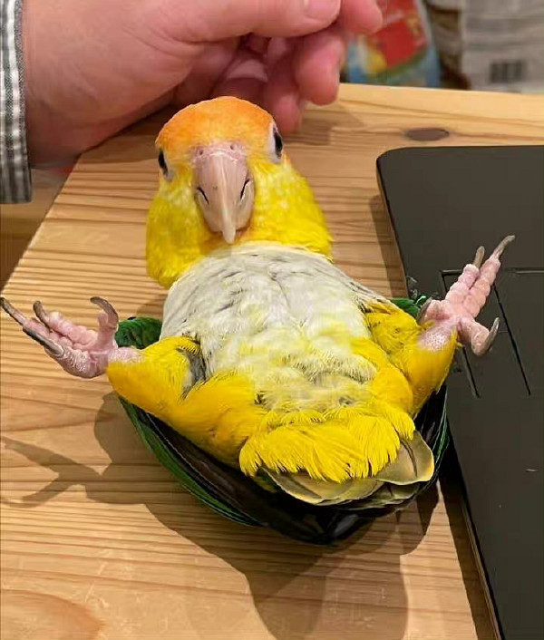 吃過最大的苦就是上班 囧圖 麻藥發明之前是怎樣麻醉的 吃過最大的苦就是上班 囧圖 麻藥發明之前是怎樣麻醉的